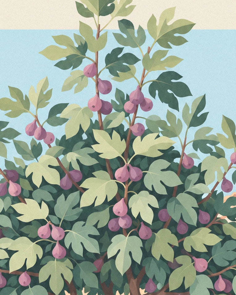 Fig tree laden with purple figs in a stone courtyard poster: close-up detail
