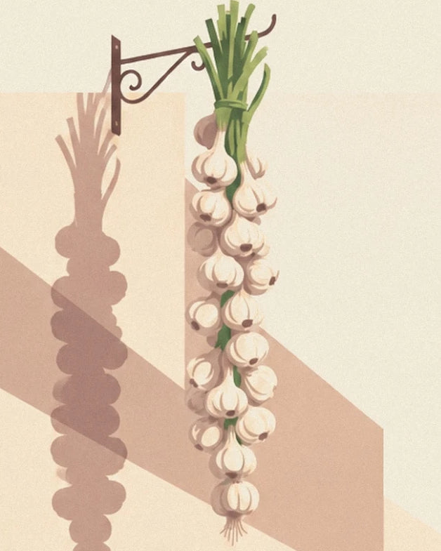 La tresse d’ail suspendue à une potence et son ombre sur le mur crème