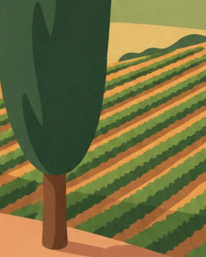 Le grand cyprès au tronc brun et les rangs de vigne verts et ocre qui filent vers la colline