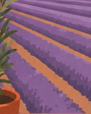 The rows of purple lavender and their ochre paths, beside a terracotta pot