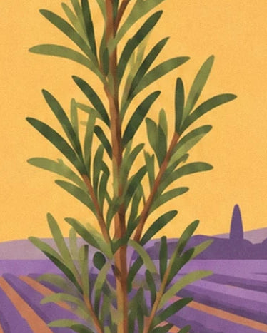 The rosemary sprigs with green foliage in front of the lavender fields of Provence