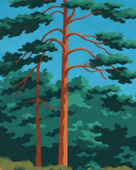 Les pins aux troncs orangés et aux branches étalées sur le ciel bleu