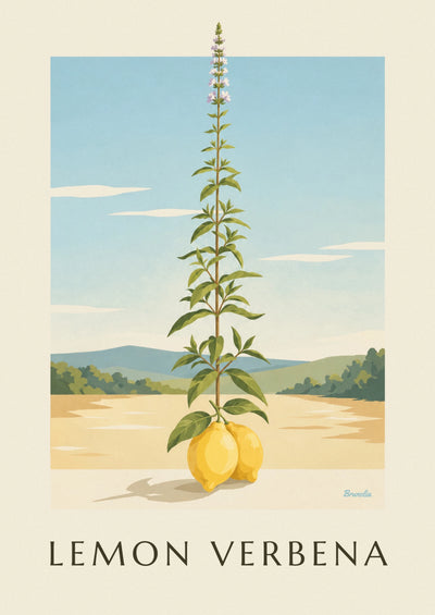 Affiche gravure botanique de citron et verveine citronnelle : l'affiche entière