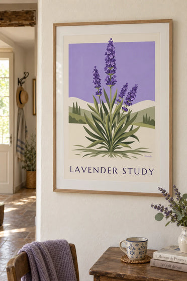 Affiche planche botanique de la lavande en fleurs et racines : encadrée au mur